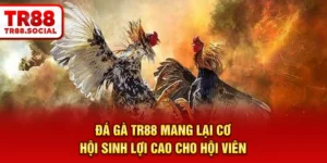 Đá gà TR88