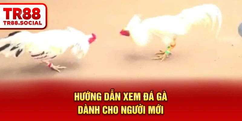Hướng dẫn xem đá gà dành cho người mới