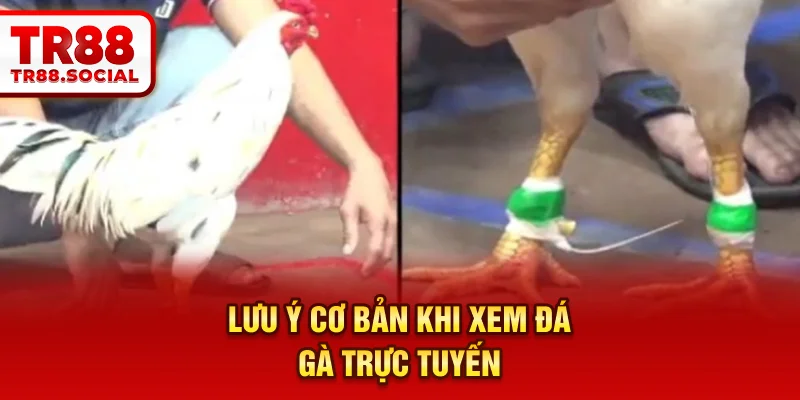 Lưu ý cơ bản khi xem đá gà trực tuyến