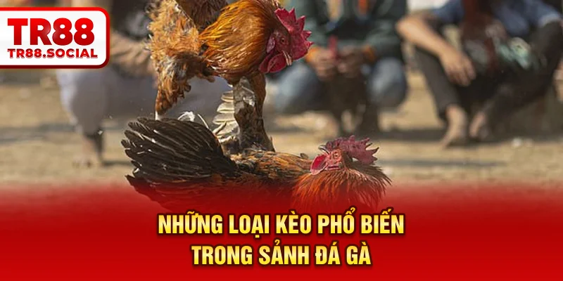 Những loại kèo phổ biến trong sảnh đá gà